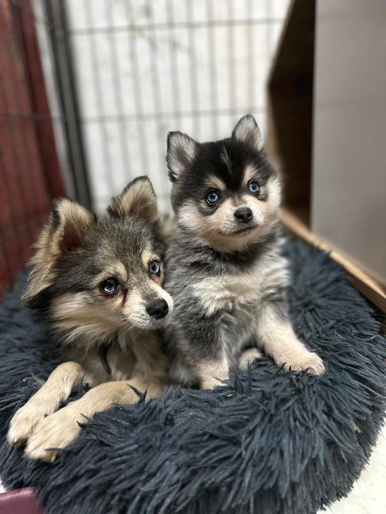 Chiots Pomsky du Domaine Sibérania