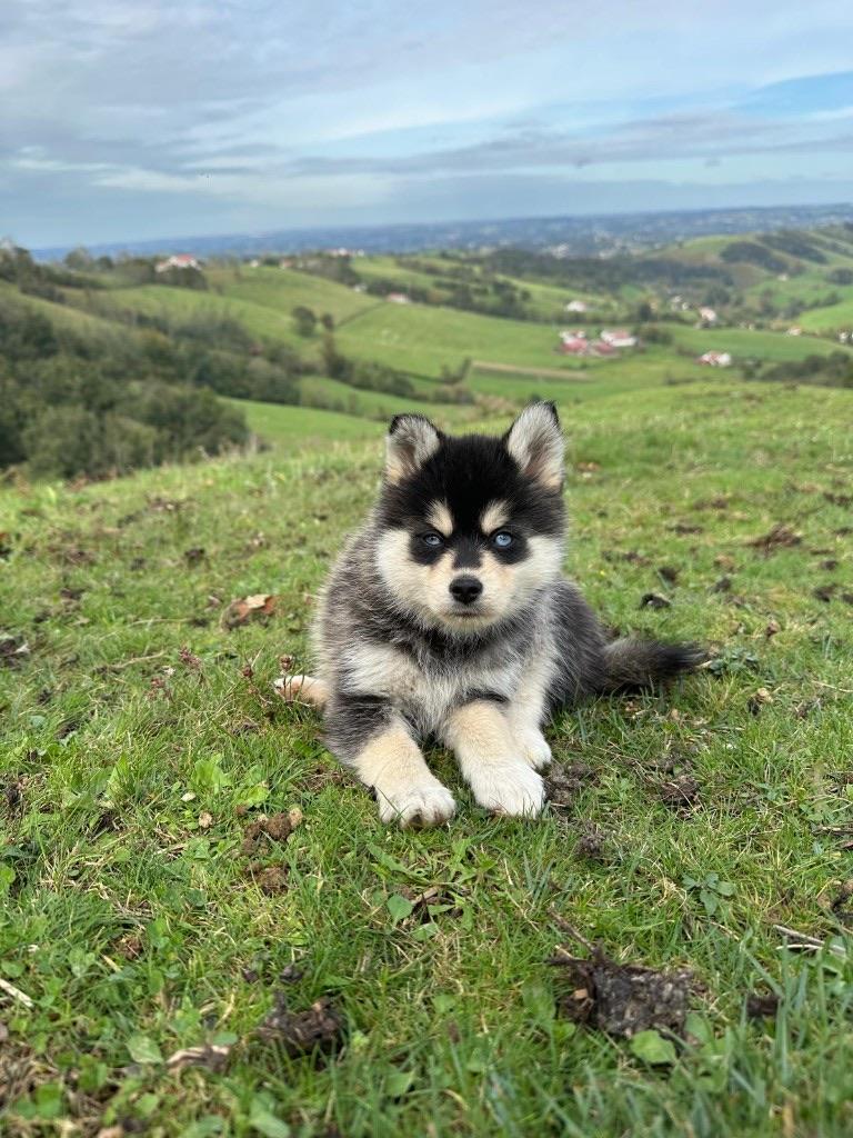 Moment détente avec un chiot au Domaine Sibérania