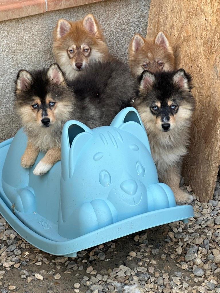 Portée de chiots Pomsky du Domaine Sibérania