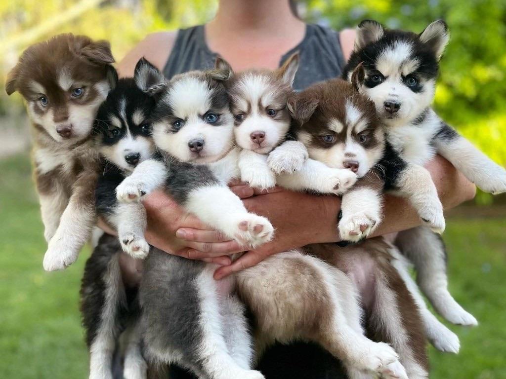 Chiots Pomsky du Domaine Sibérania